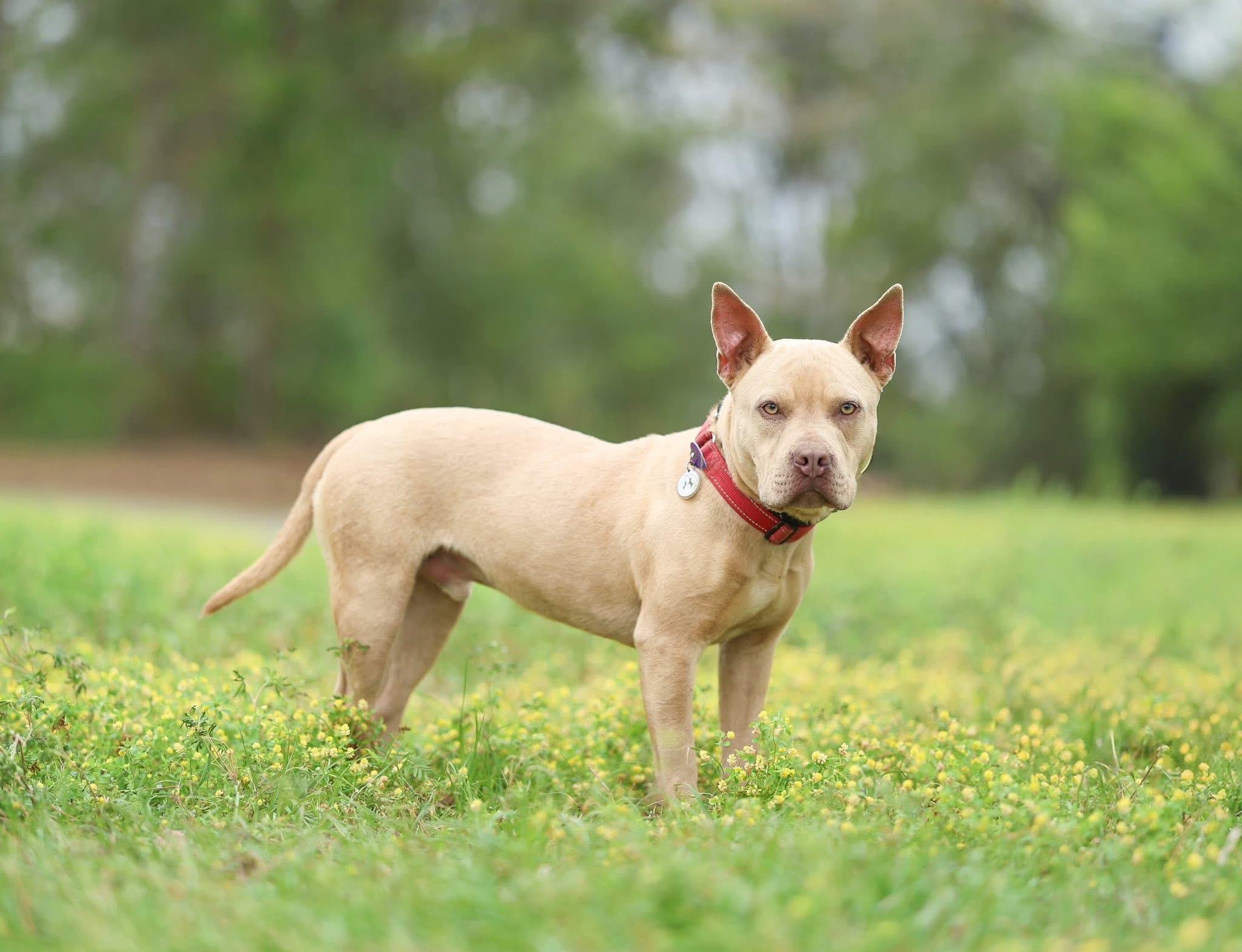 Enlarge Baxter, a Adoptable mixed breed in Enfield, CT image 1/3