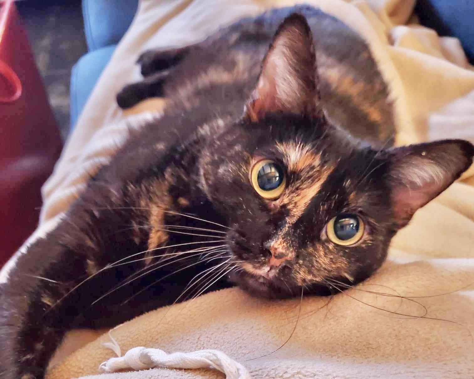 Doll, Adoptable, Adult Female Tortoiseshell & Domestic Short Hair.