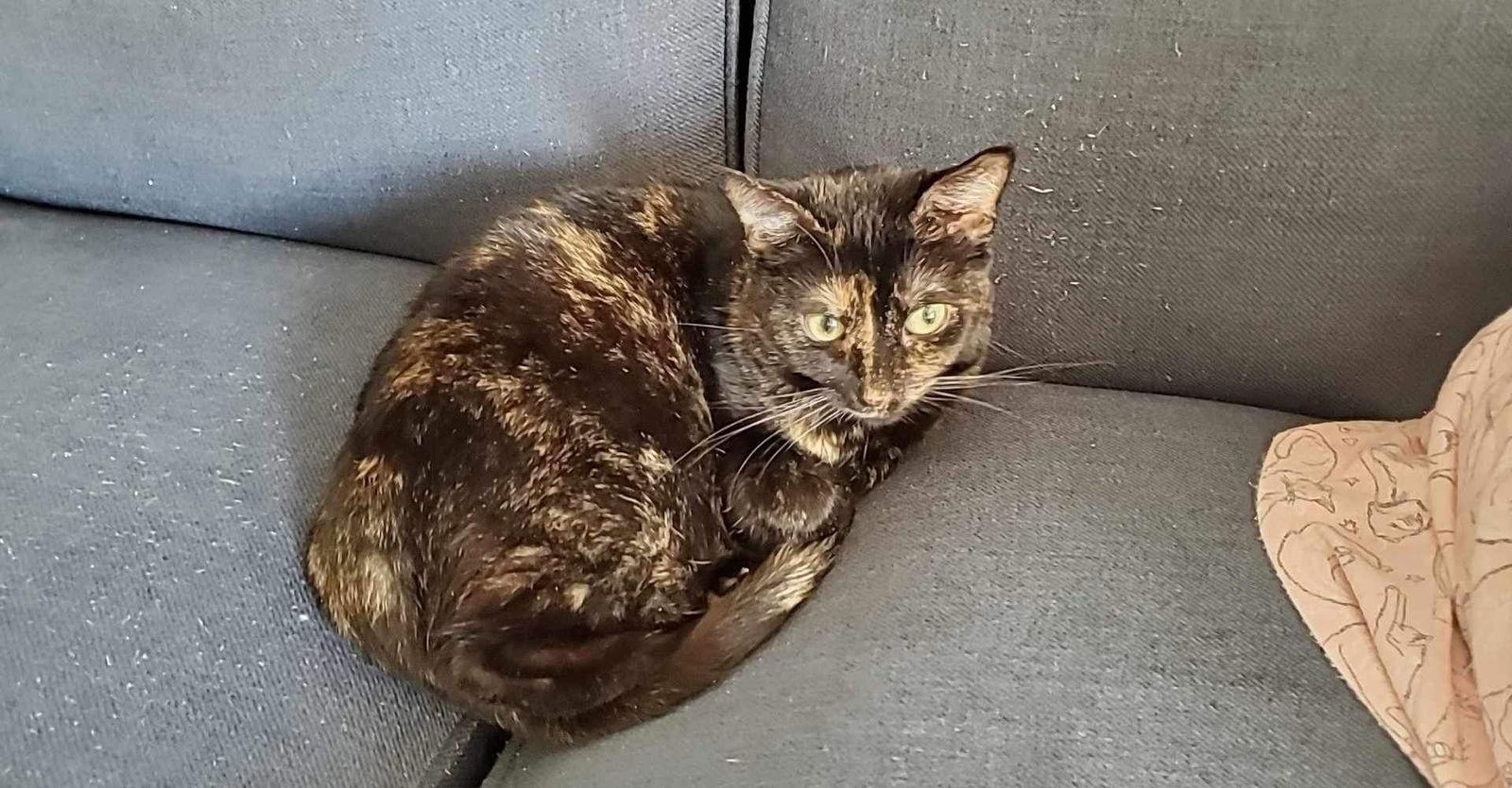 Doll, a Adoptable mixed breed in Laguna Niguel, CA image 2/2