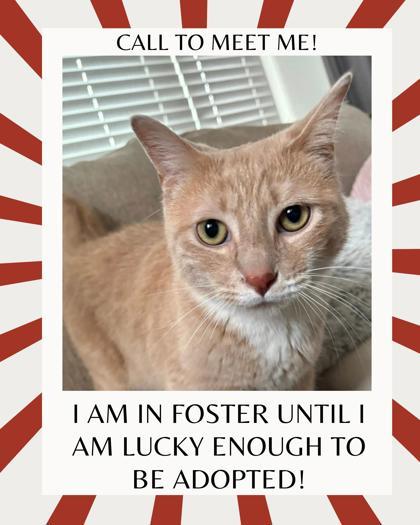 Chester, Adoptable, Adult Male Domestic Short Hair.