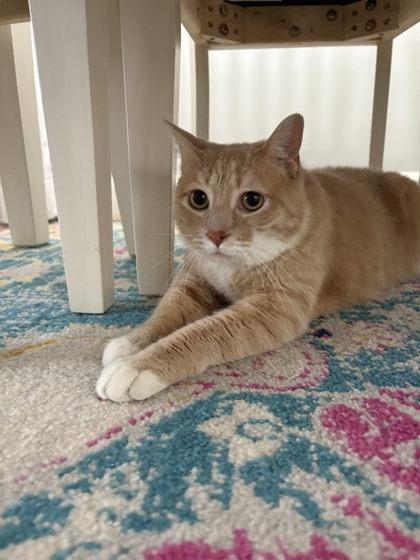 Chester, a Adoptable mixed breed image 2/3