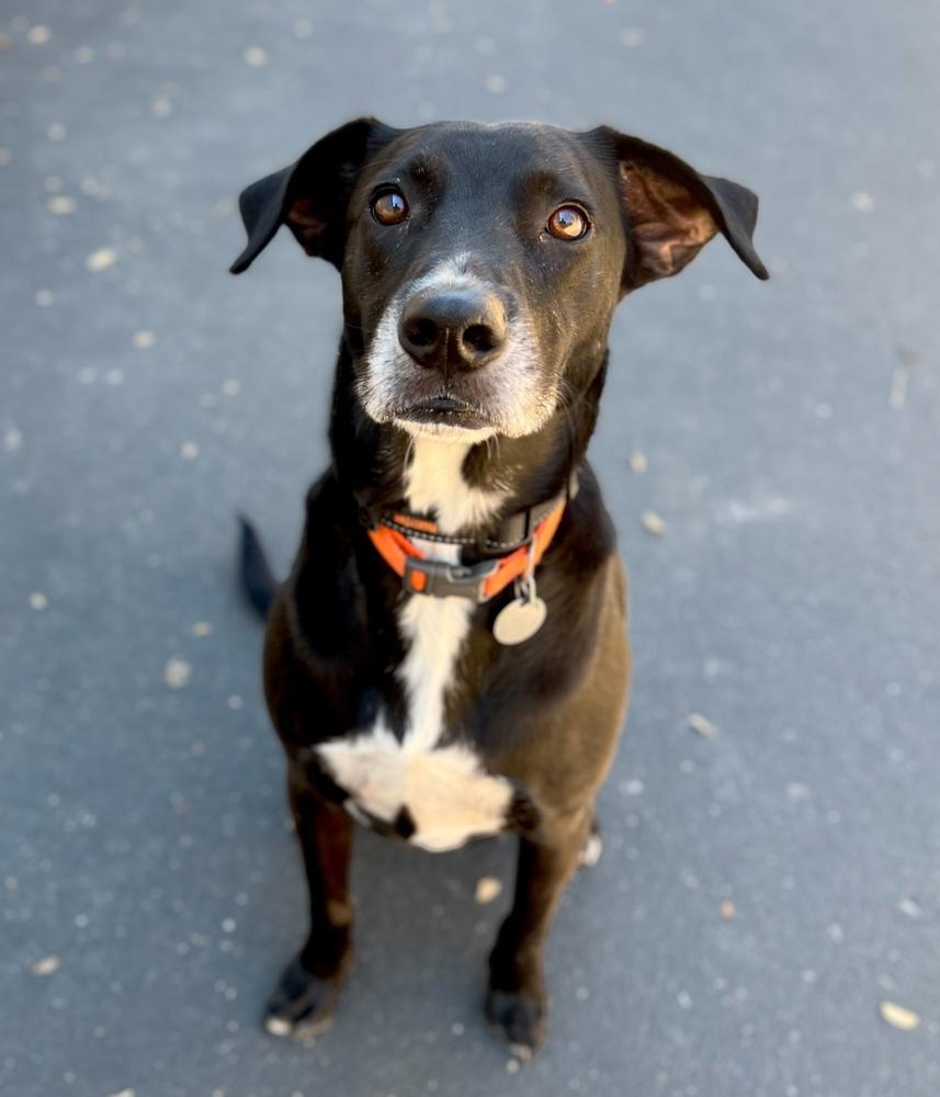 Enlarge Pepper, a Adoptable mixed breed in Jamestown, CA image 1/3