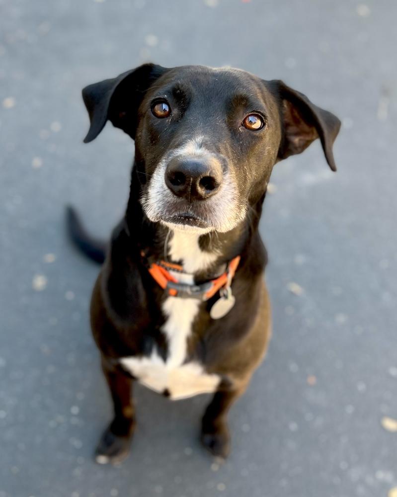 Enlarge Pepper, a Adoptable mixed breed in Jamestown, CA image 2/3