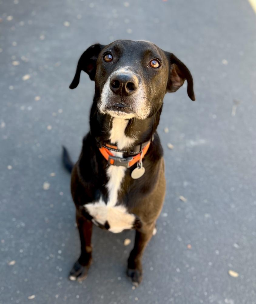 Enlarge Pepper, a Adoptable mixed breed in Jamestown, CA image 3/3
