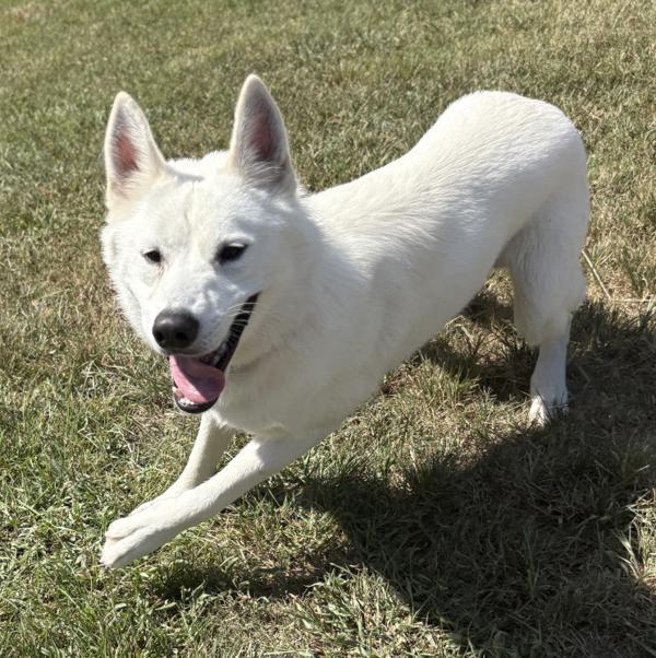 Hunter, Adoptable, Adult Male Siberian Husky & Shepherd.