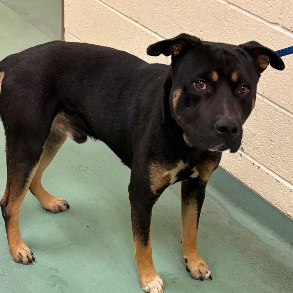 Enlarge Midnight, a Adoptable Mixed Breed in Bartlett, TN image 1/6