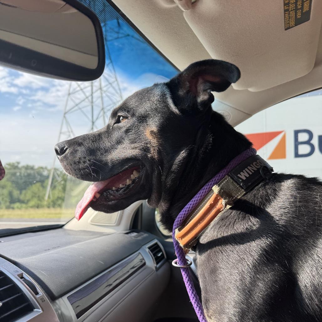 Enlarge Midnight, a Adoptable Mixed Breed in Bartlett, TN image 2/6