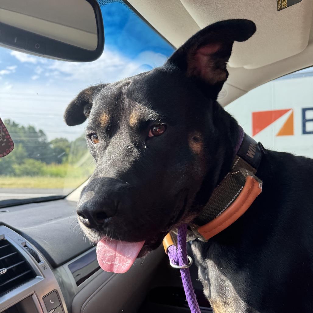 Enlarge Midnight, a Adoptable Mixed Breed in Bartlett, TN image 4/6