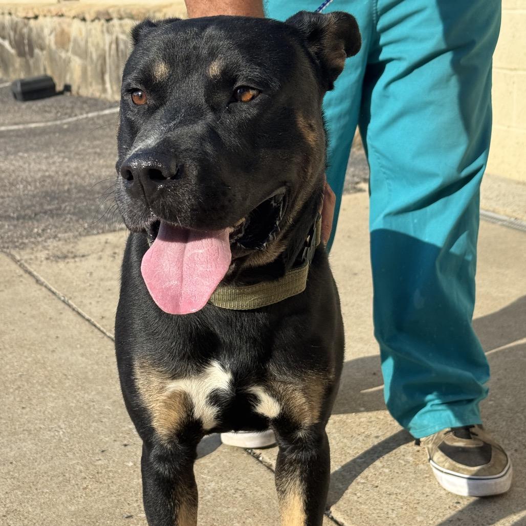 Enlarge Midnight, a Adoptable Mixed Breed in Bartlett, TN image 5/6