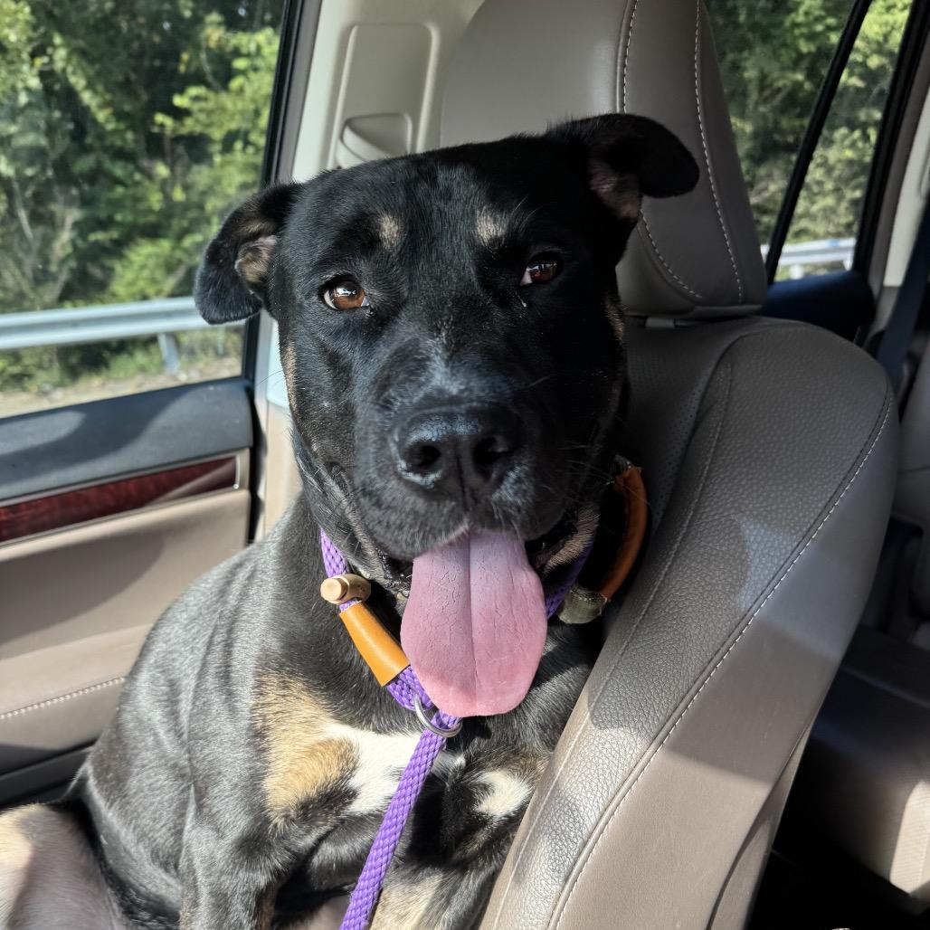 Enlarge Midnight, a Adoptable Mixed Breed in Bartlett, TN image 6/6