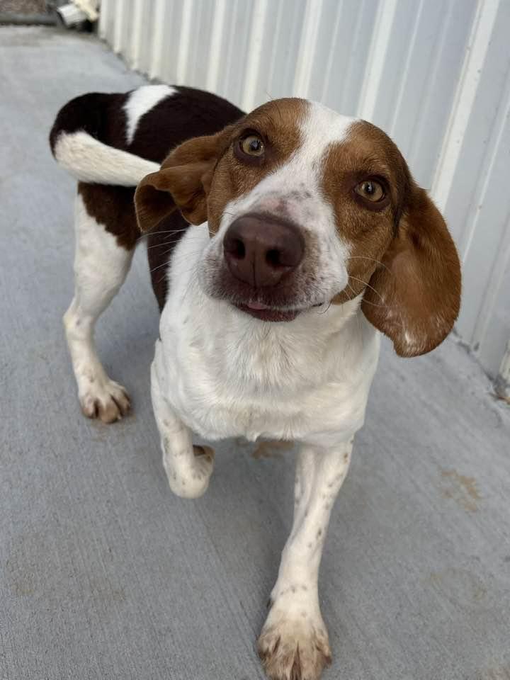 Joe, adopted, Adult Male Beagle.