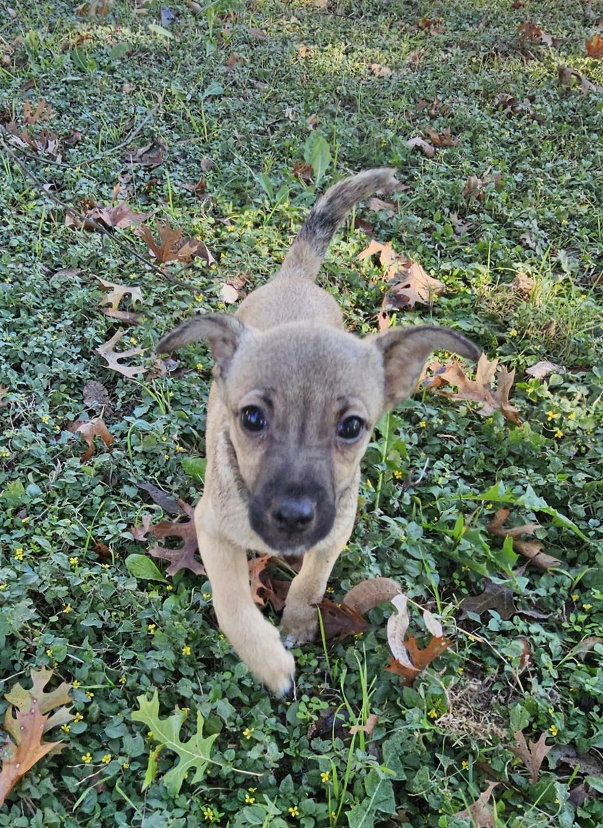Enlarge Larry, a Adoptable Chihuahua in Dallas, TX image 5/6