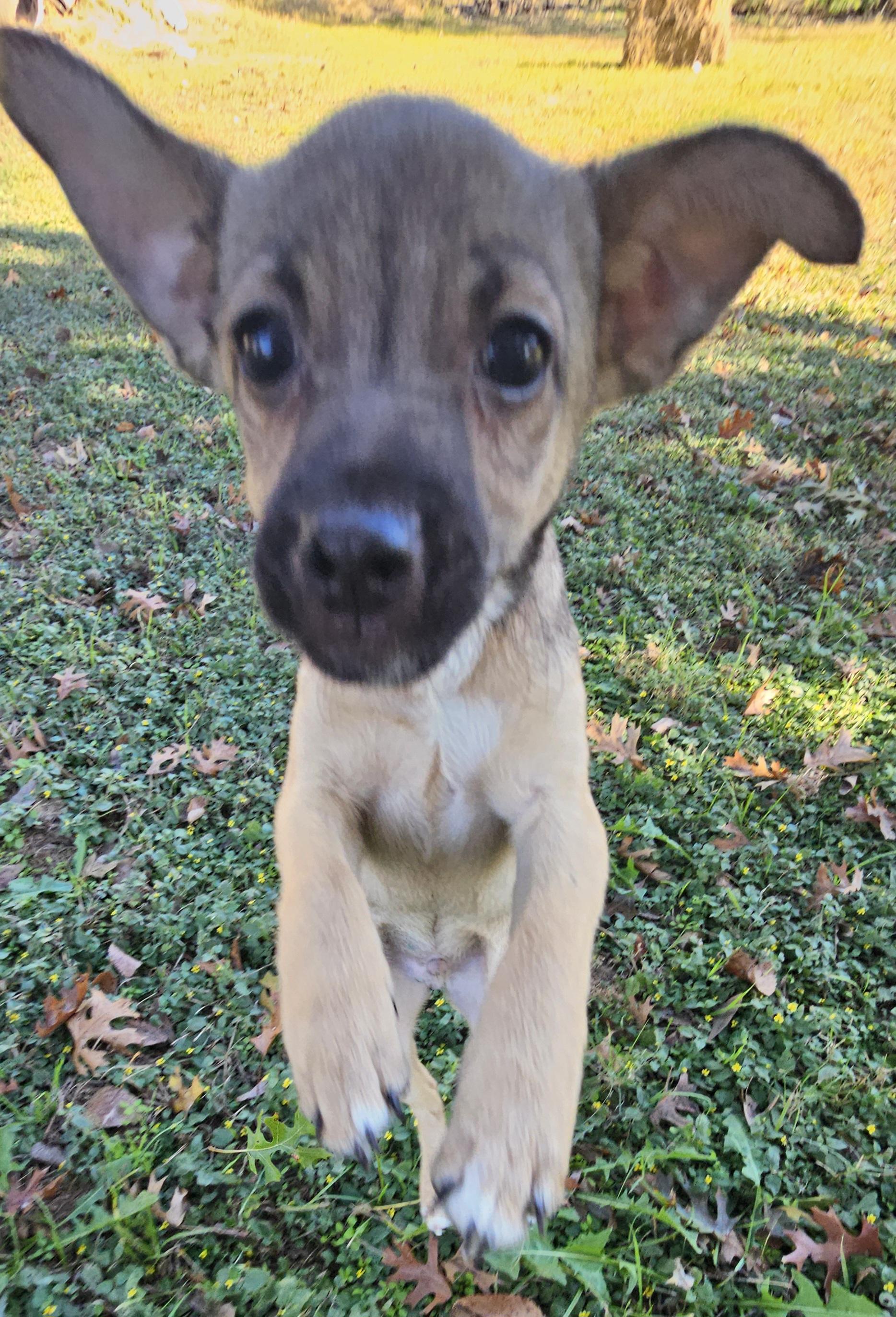 Enlarge Larry, a Adoptable Chihuahua in Dallas, TX image 4/6