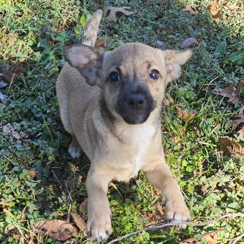 Larry, Adoptable, Puppy Male Chihuahua.