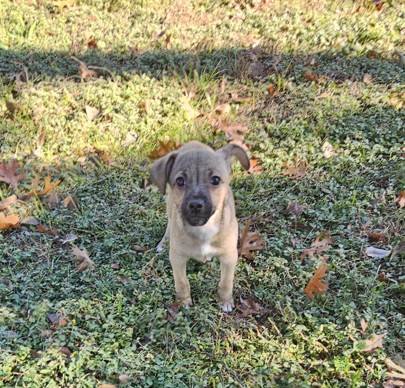 Enlarge Larry, a Adoptable Chihuahua in Dallas, TX image 6/6