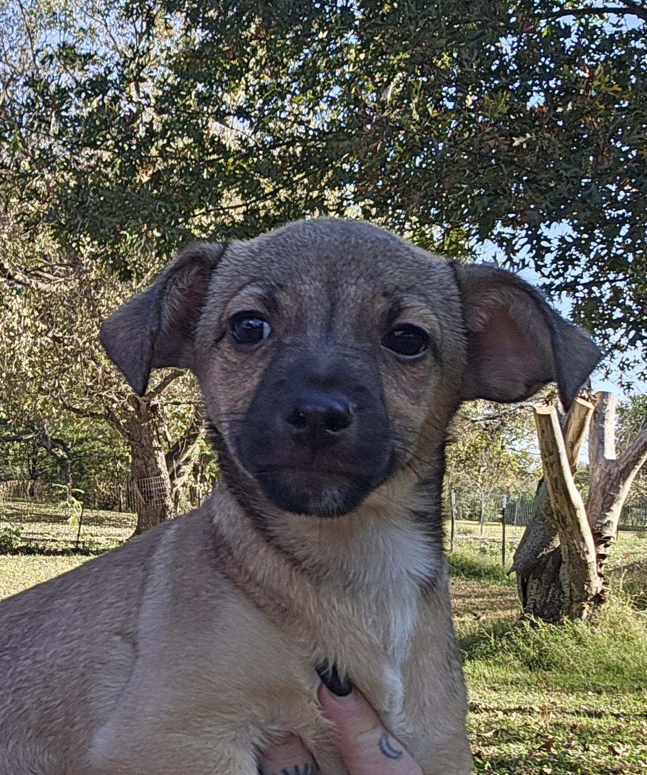 Enlarge Larry, a Adoptable Chihuahua in Dallas, TX image 2/6