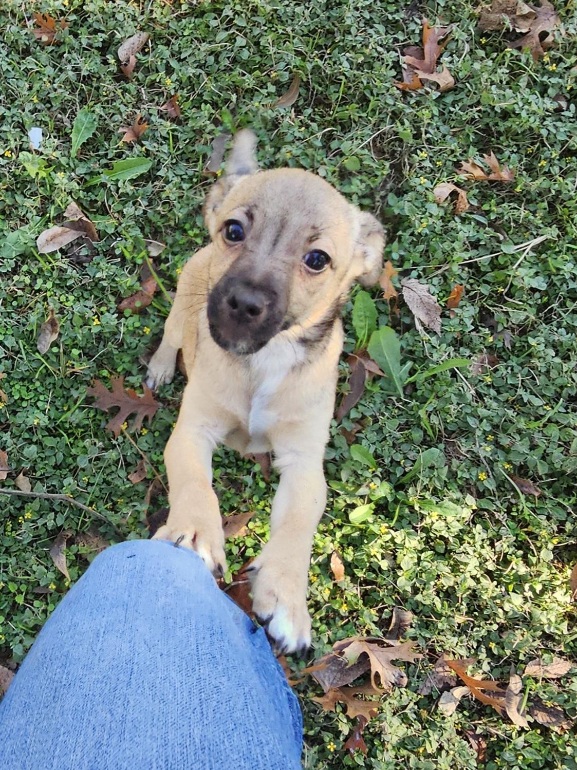 Enlarge Larry, a Adoptable Chihuahua in Dallas, TX image 3/6