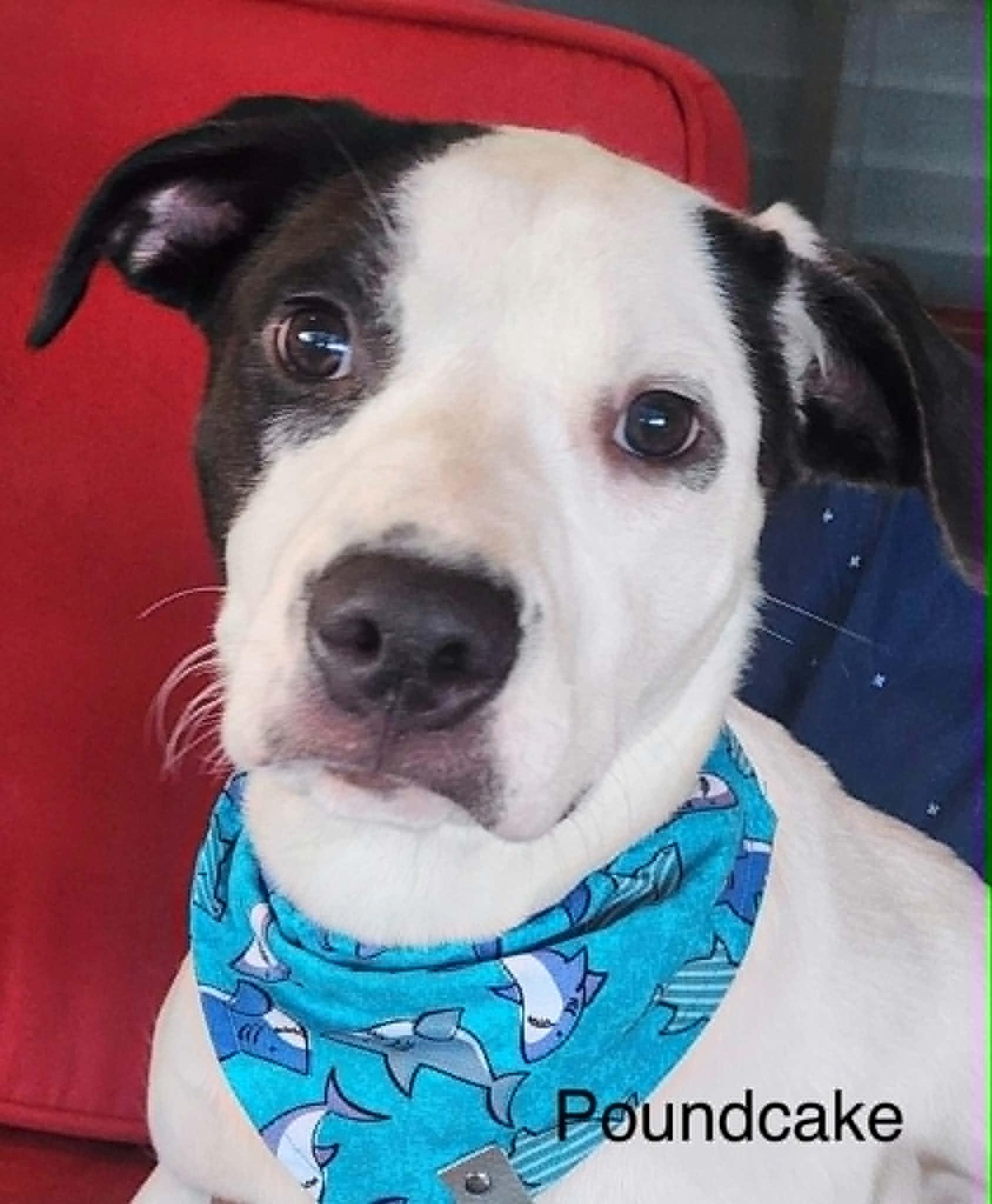 Enlarge Poundcake, a Adoptable mixed breed in Semmes, AL image 1/1