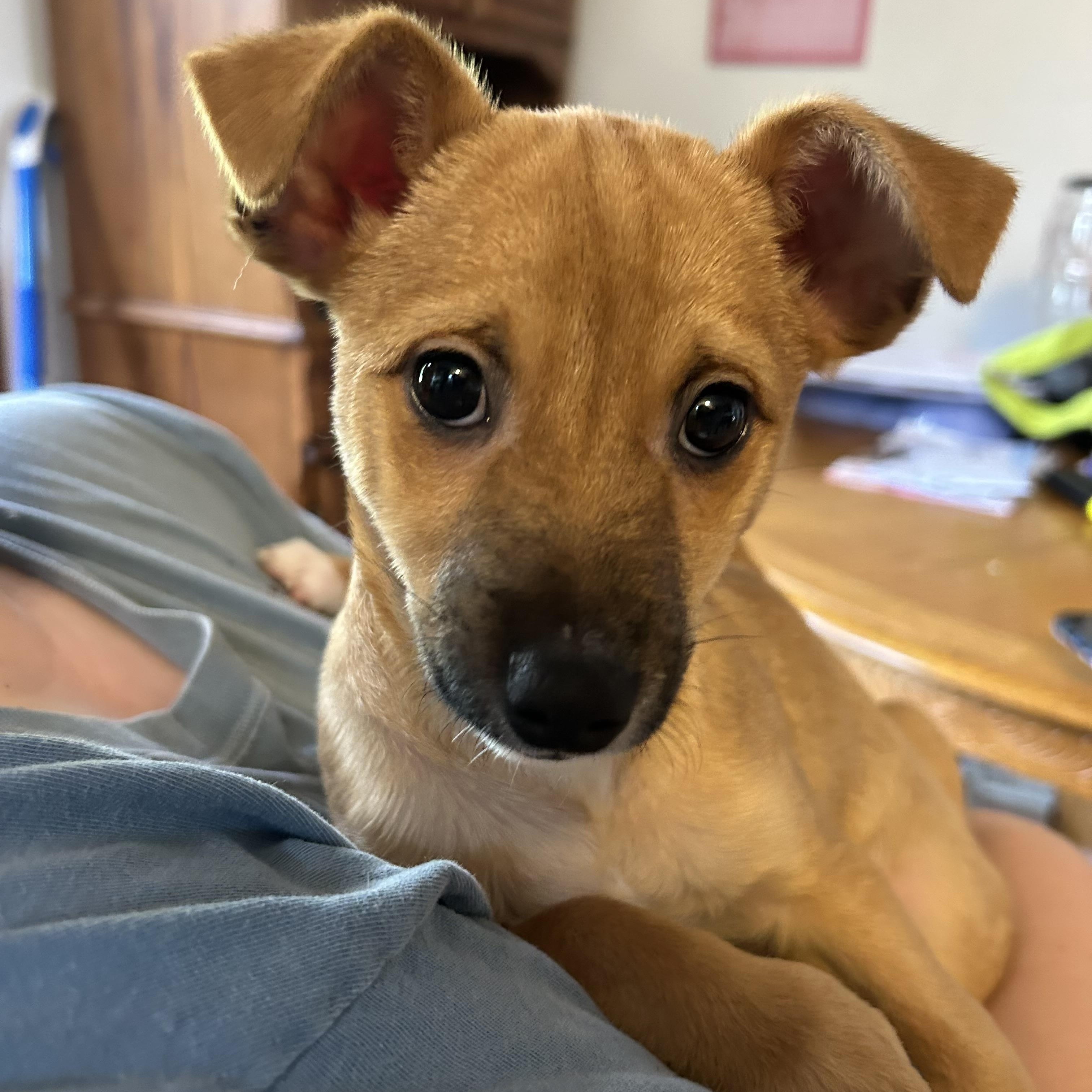 Brutus, a Adoptable mixed breed in Los Osos, CA image 1/3