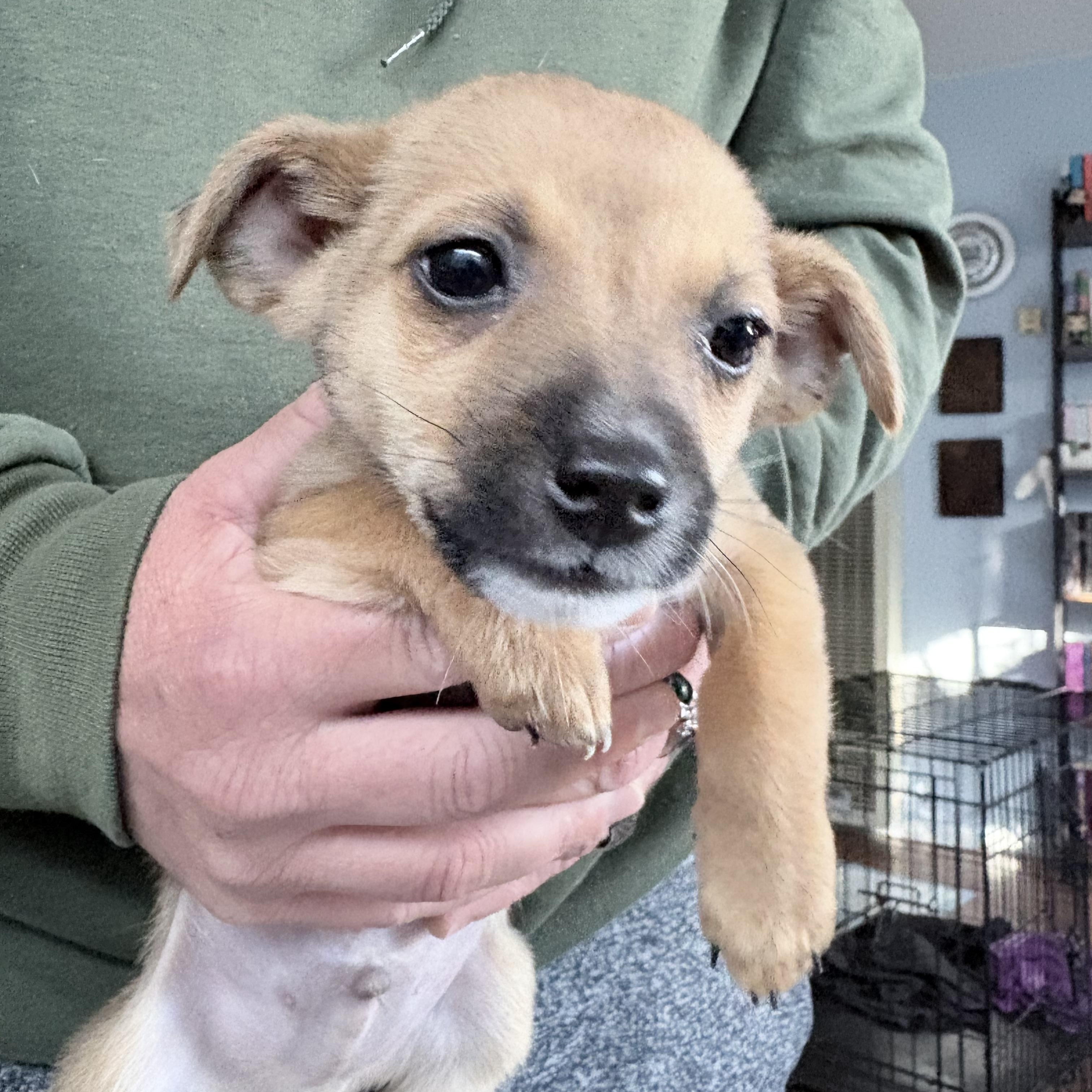 Brutus, Adoptable, Puppy Male Chihuahua.