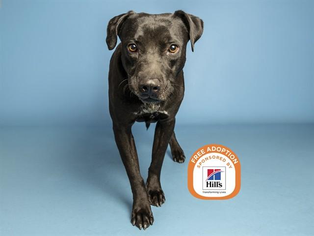 ROCKY, Adoptable, Adult Male Pit Bull Terrier.