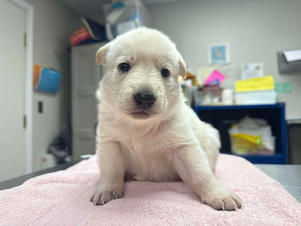 Holly Berry, Adopted, Puppy Female German Shepherd Dog & Mixed Breed.