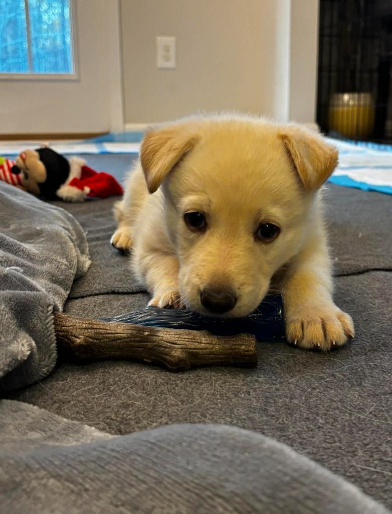 Enlarge Holly Berry, a Adopted mixed breed in Raleigh, NC image 2/6