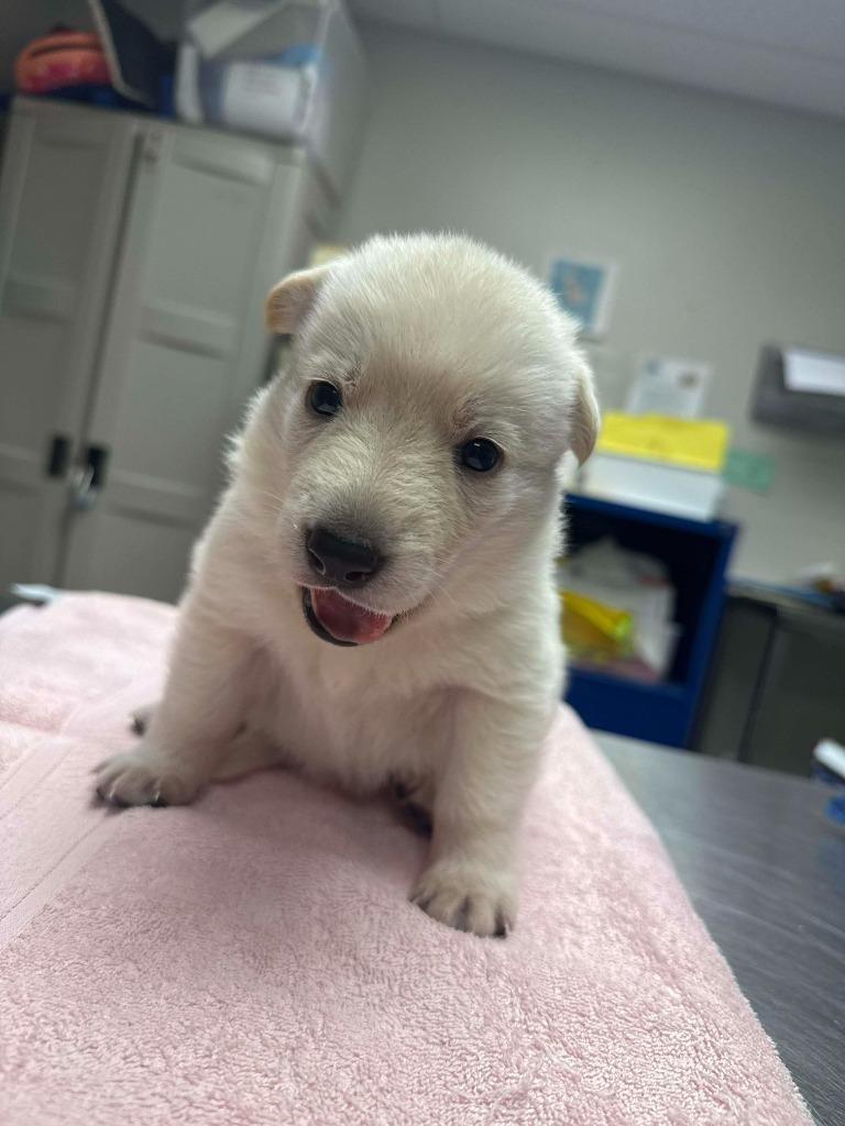 Enlarge Holly Berry, a Adopted mixed breed in Raleigh, NC image 3/6