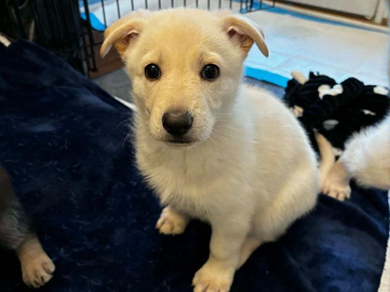 Enlarge Holly Berry, a Adopted mixed breed in Raleigh, NC image 4/6