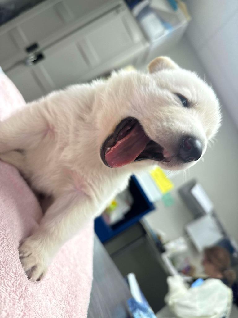 Enlarge Holly Berry, a Adopted mixed breed in Raleigh, NC image 5/6