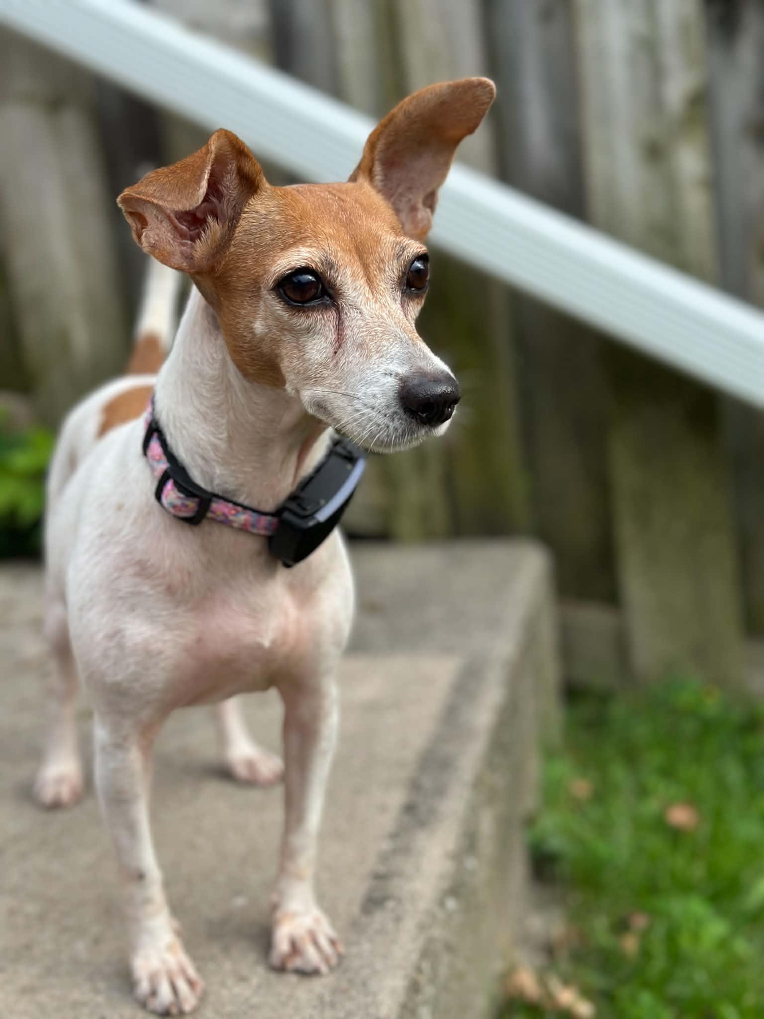 Lucy, Adoptable, Adult Female Jack Russell Terrier.