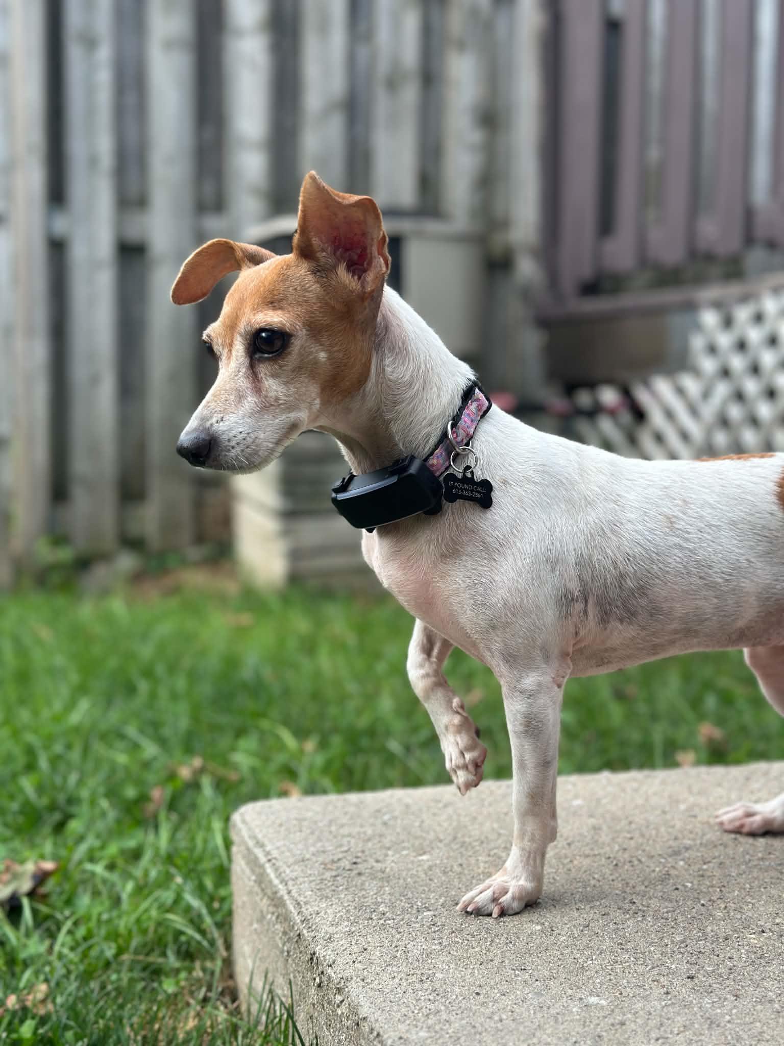 Enlarge Lucy, a Adoptable Jack Russell Terrier in Barrie, ON image 2/6