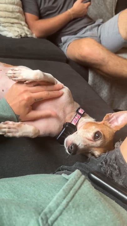 Enlarge Lucy, a Adoptable Jack Russell Terrier in Barrie, ON video 3/6