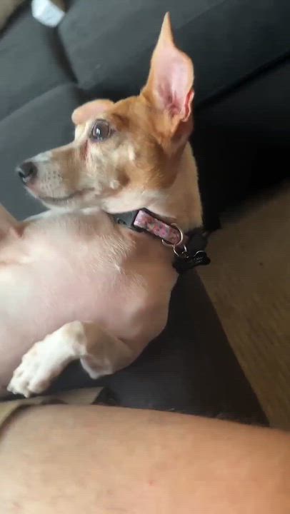 Enlarge Lucy, a Adoptable Jack Russell Terrier in Barrie, ON video 6/6
