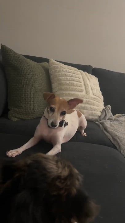 Enlarge Lucy, a Adoptable Jack Russell Terrier in Barrie, ON video 5/6