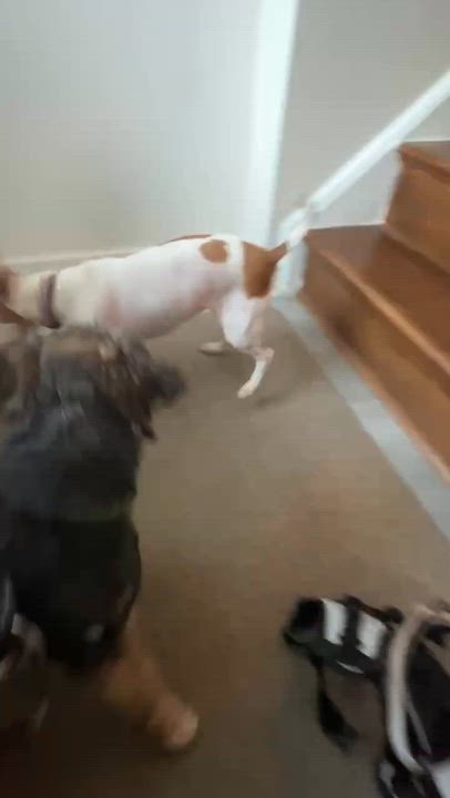 Enlarge Lucy, a Adoptable Jack Russell Terrier in Barrie, ON video 4/6