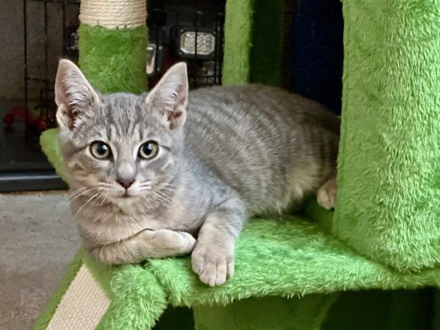 Enlarge Teddy and Rocky, a Adoptable Domestic Short Hair in Chesapeake Beach, MD image 2/6