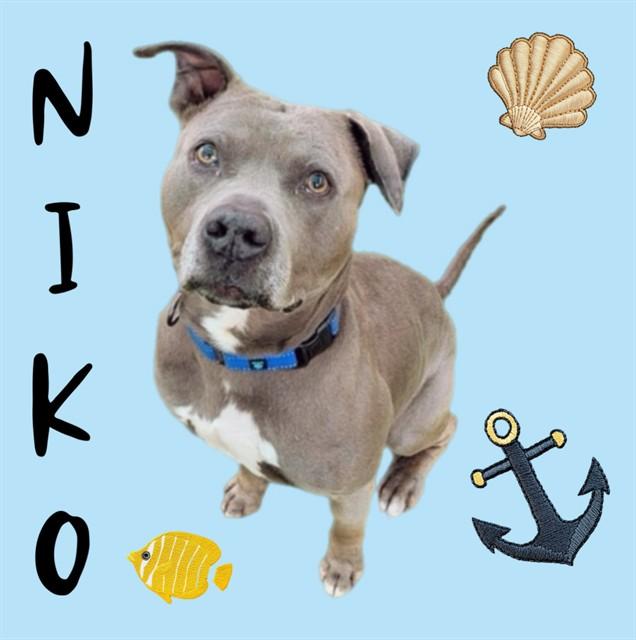 Enlarge NIKO, a Adoptable mixed breed in Sarasota, FL image 1/1