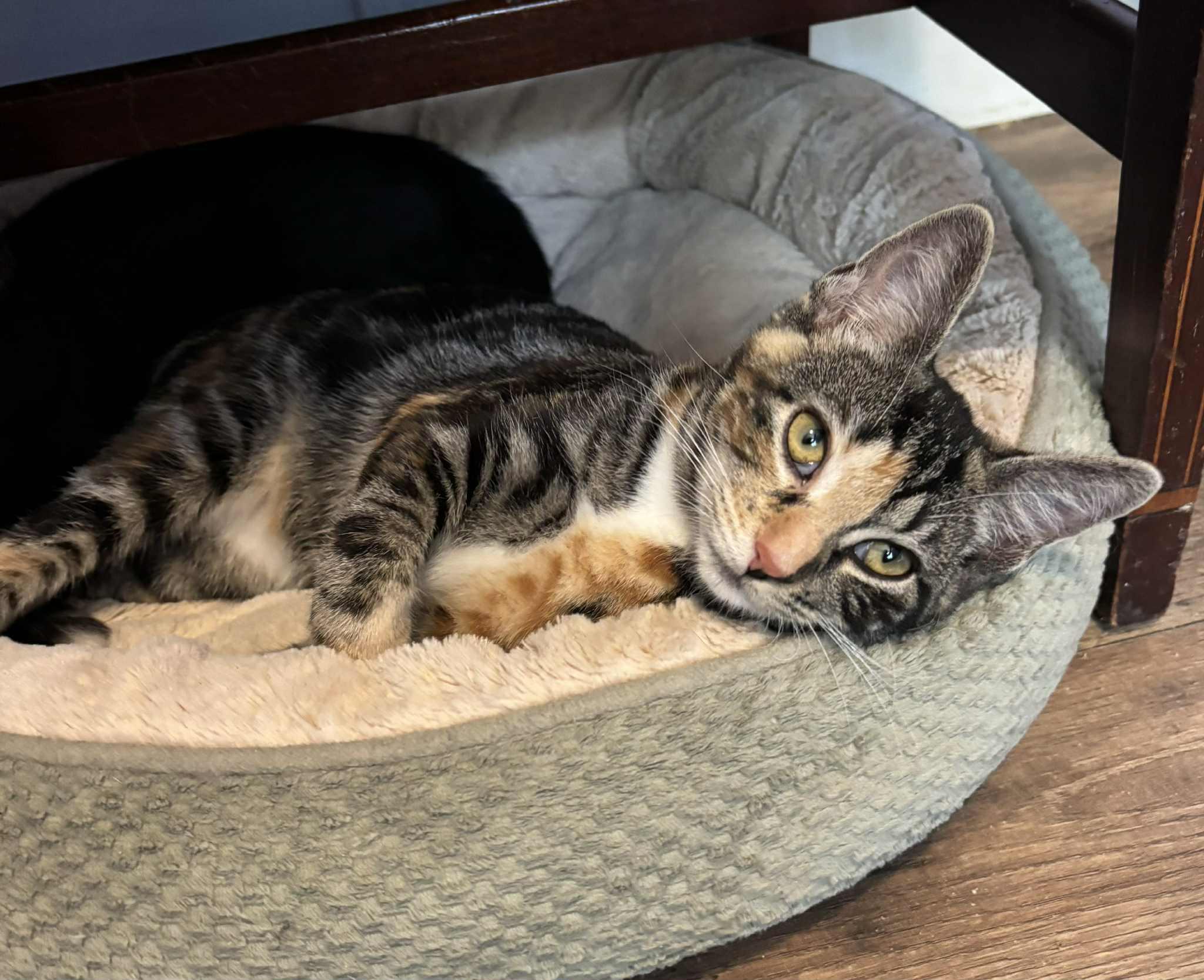 Enlarge Penelope, a Adoptable Calico in Anderson , SC image 4/5
