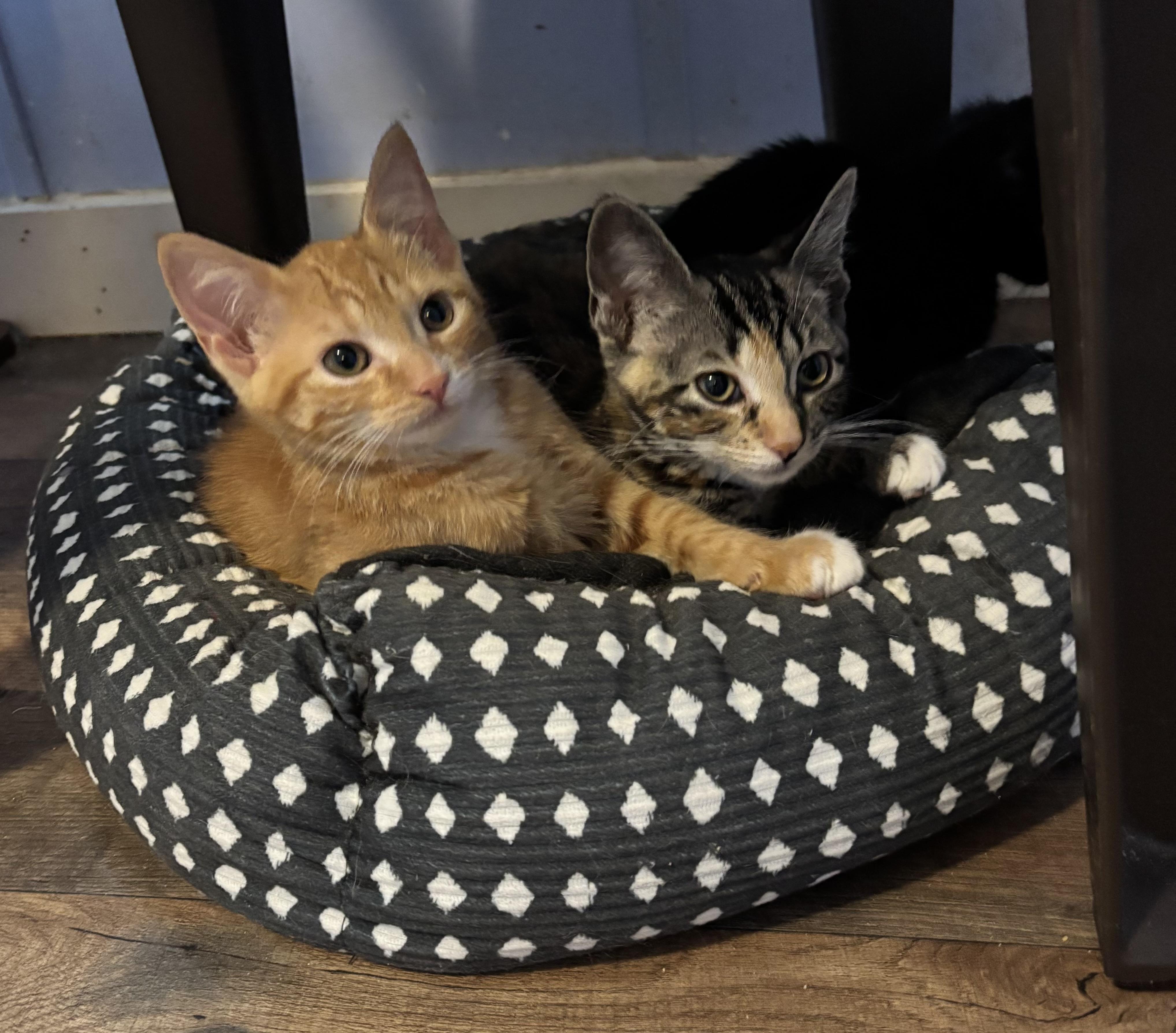 Enlarge Penelope, a Adoptable Calico in Anderson , SC image 3/5