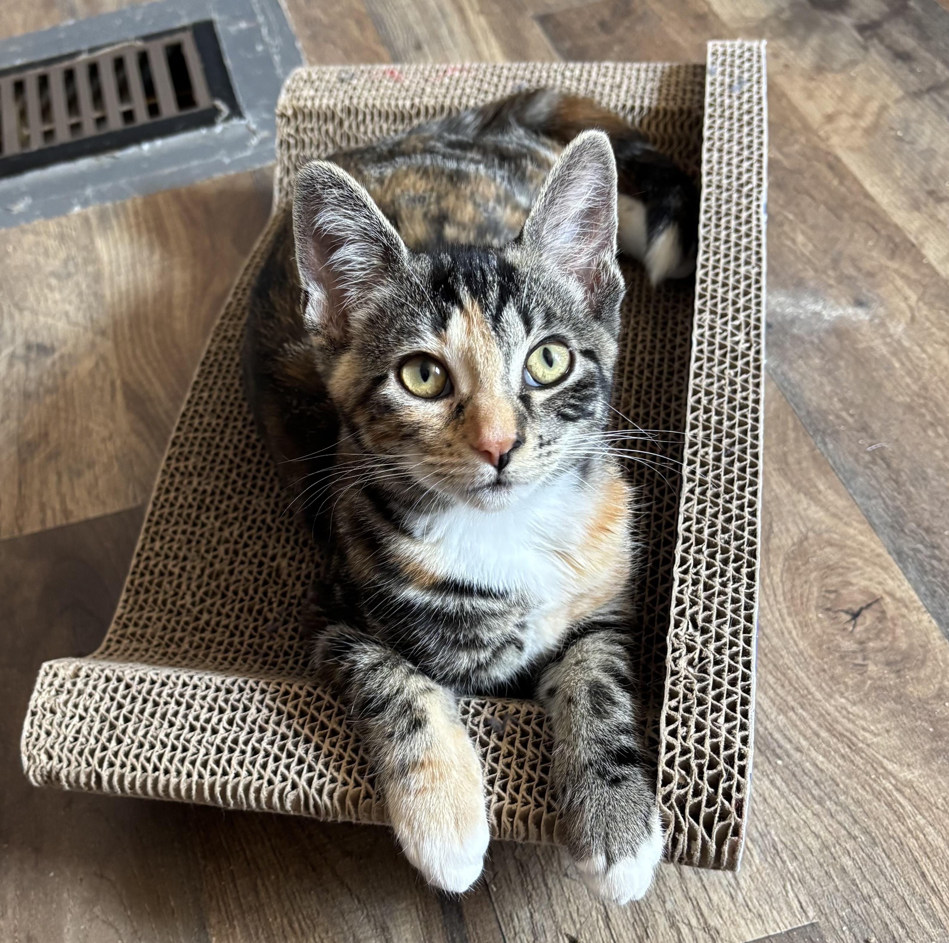 Penelope, Adoptable, Kitten Female Calico.