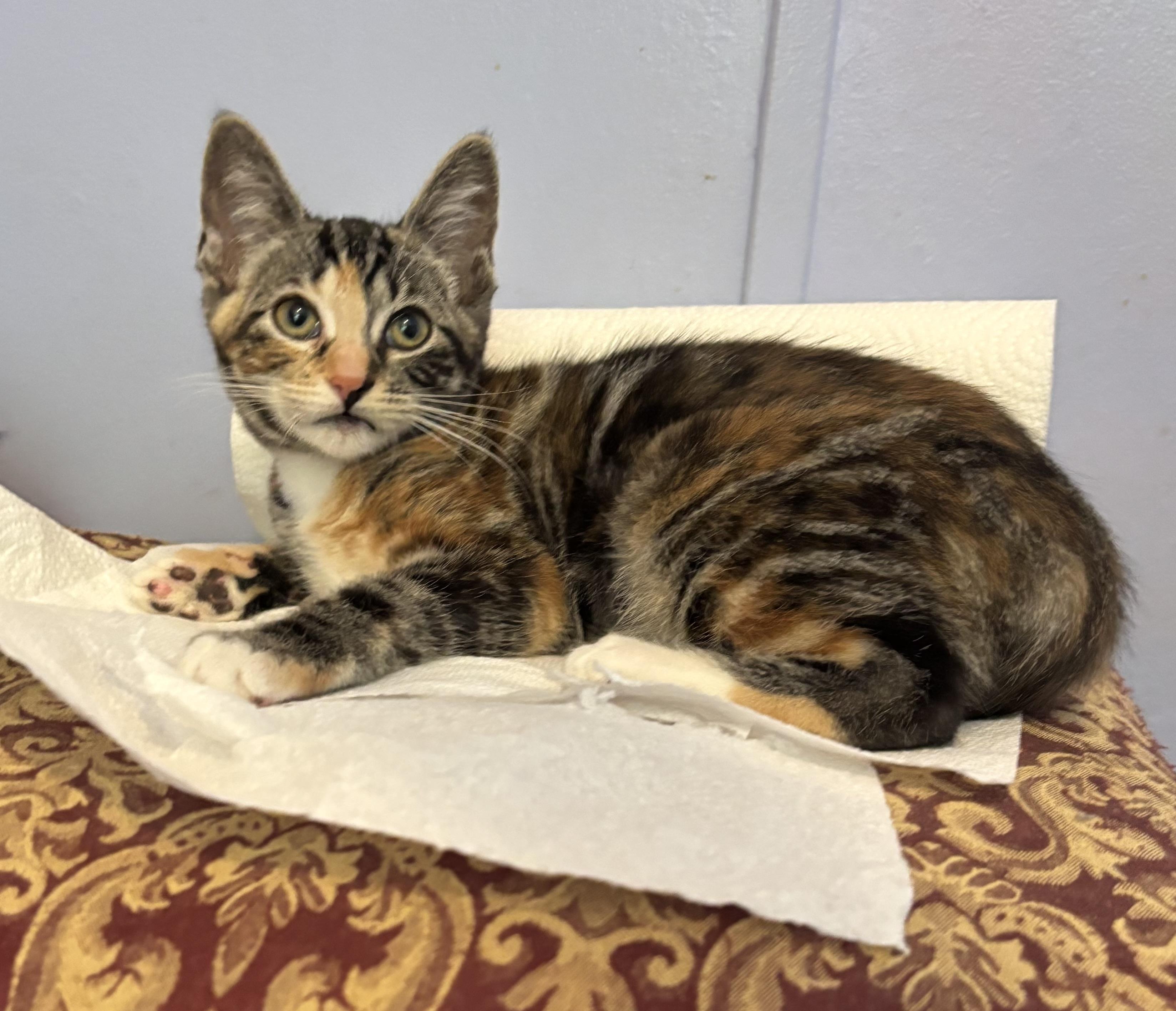 Penelope, Adoptable, Kitten Female Calico.