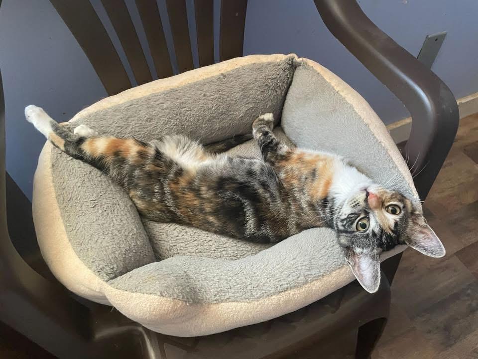 Enlarge Penelope, a Adoptable Calico in Anderson , SC image 5/5