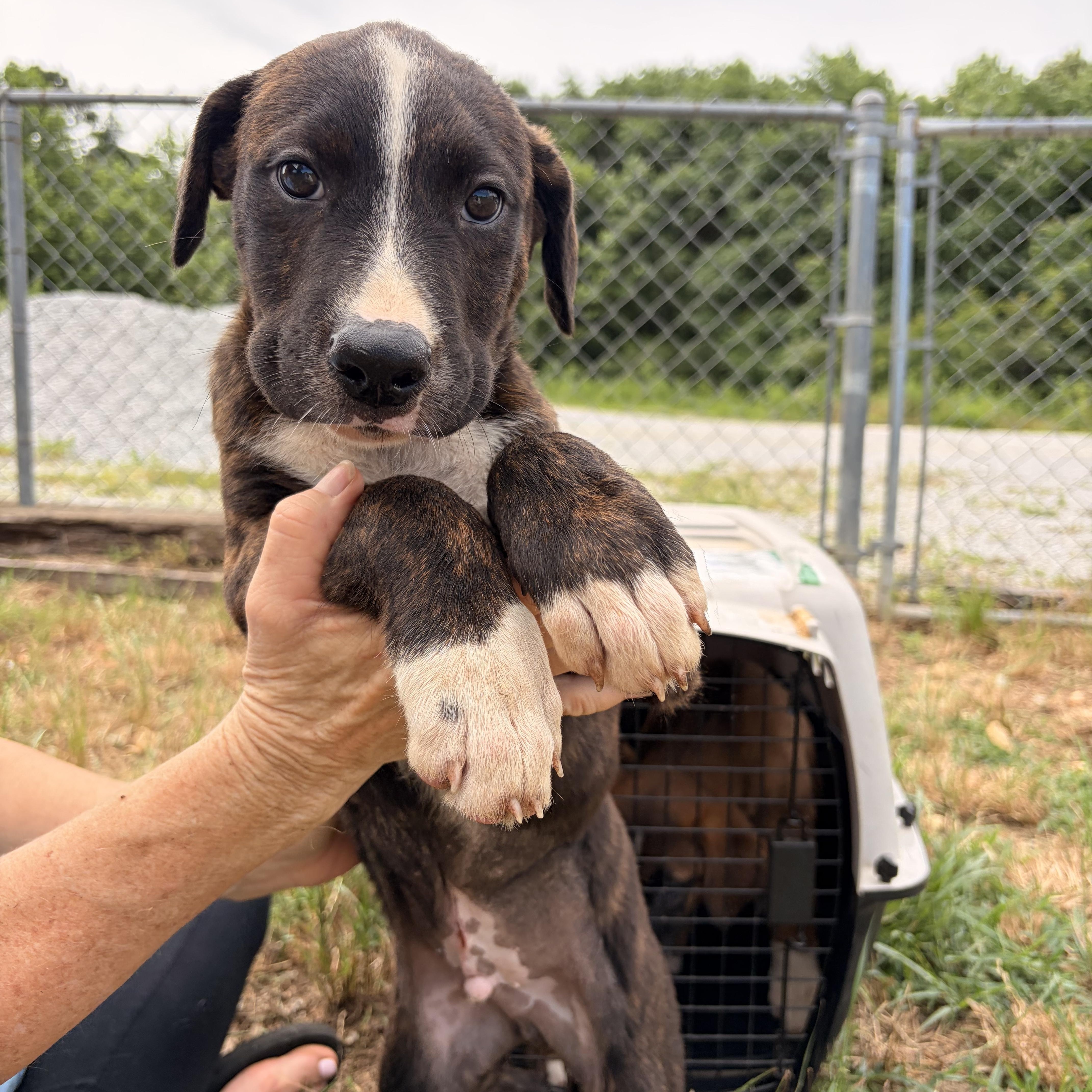 Breaker, ADOPTABLE, Puppy Male Black Mouth Cur.