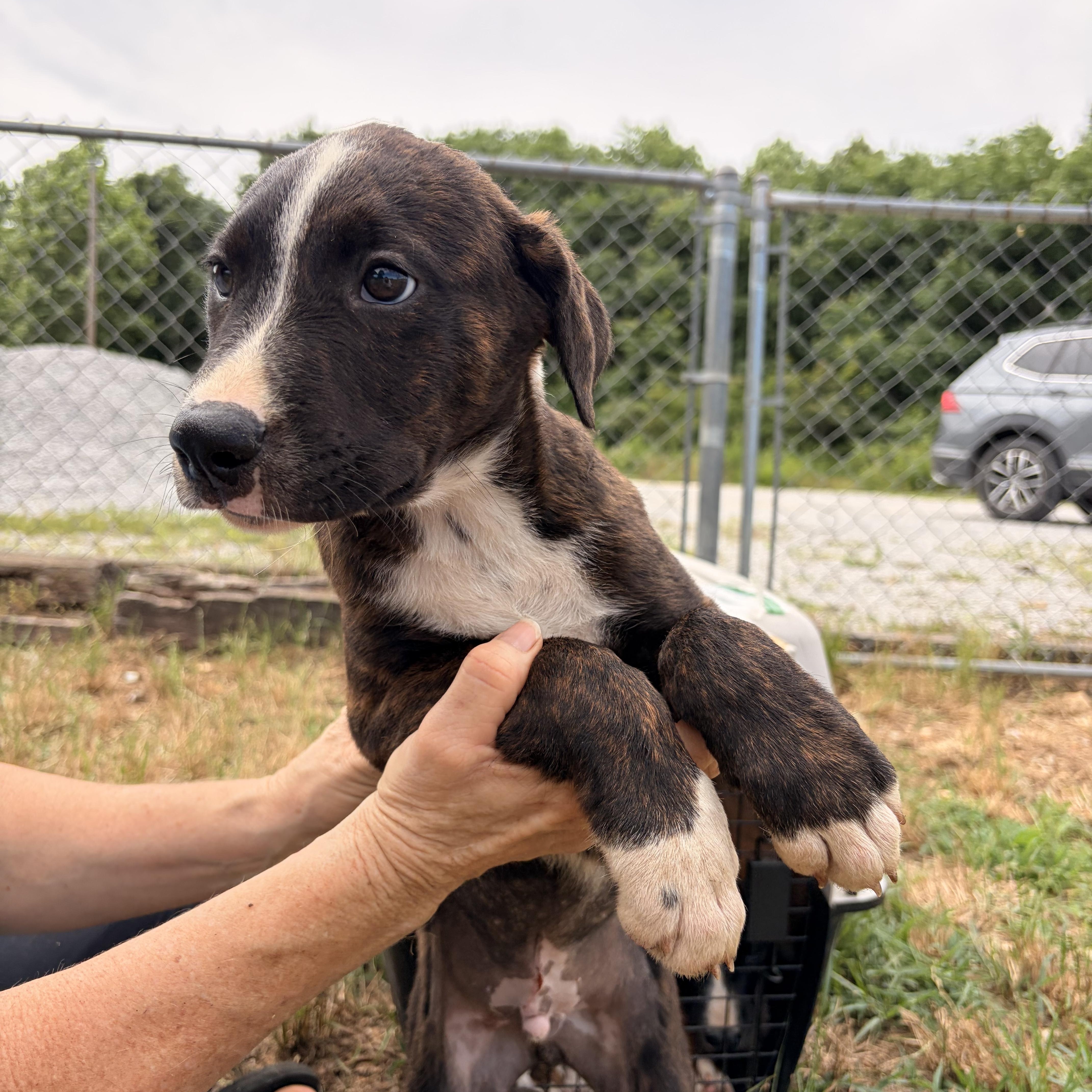 Enlarge Breaker, a ADOPTABLE mixed breed in Melbourne, AR image 4/4