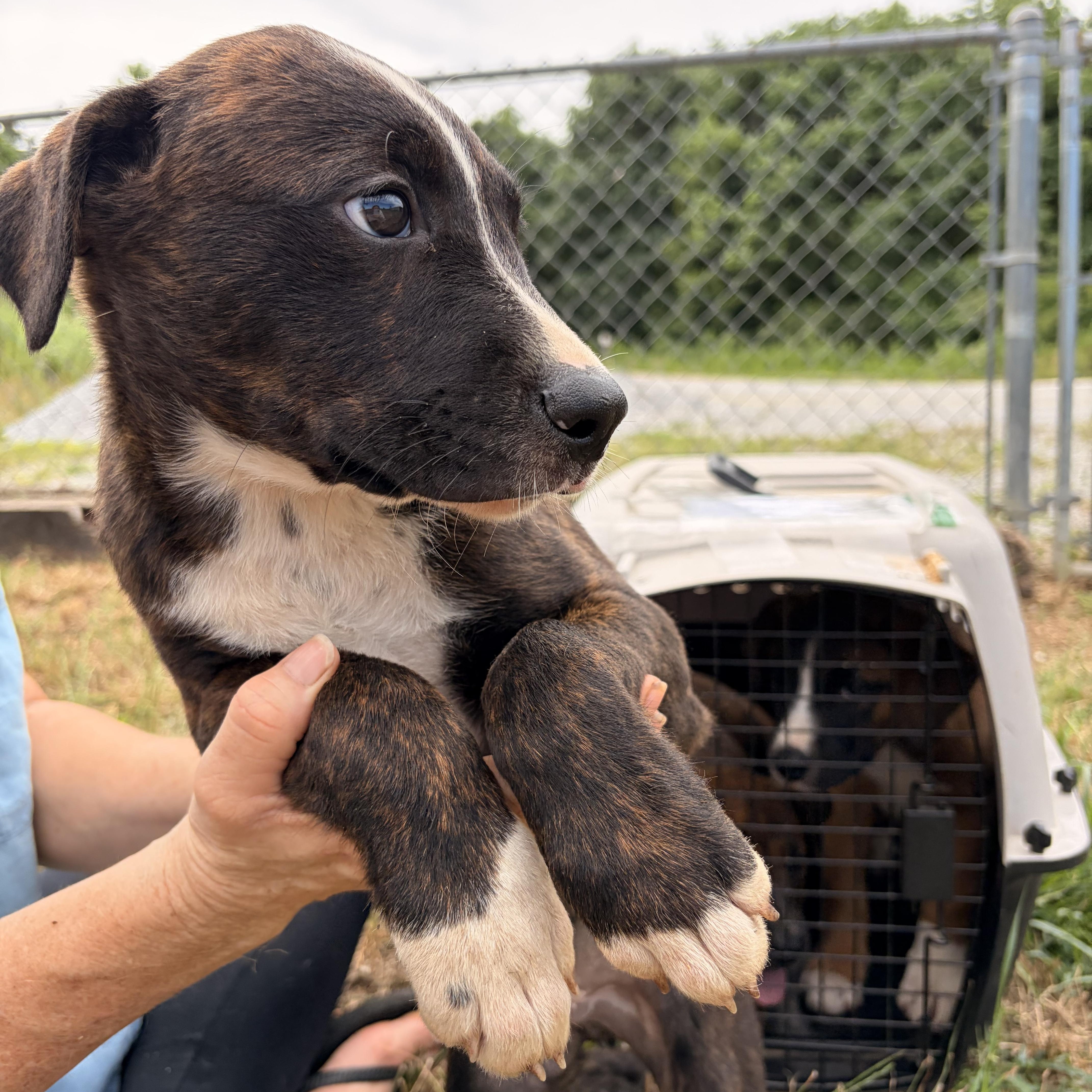 Enlarge Breaker, a ADOPTABLE mixed breed in Melbourne, AR image 3/4