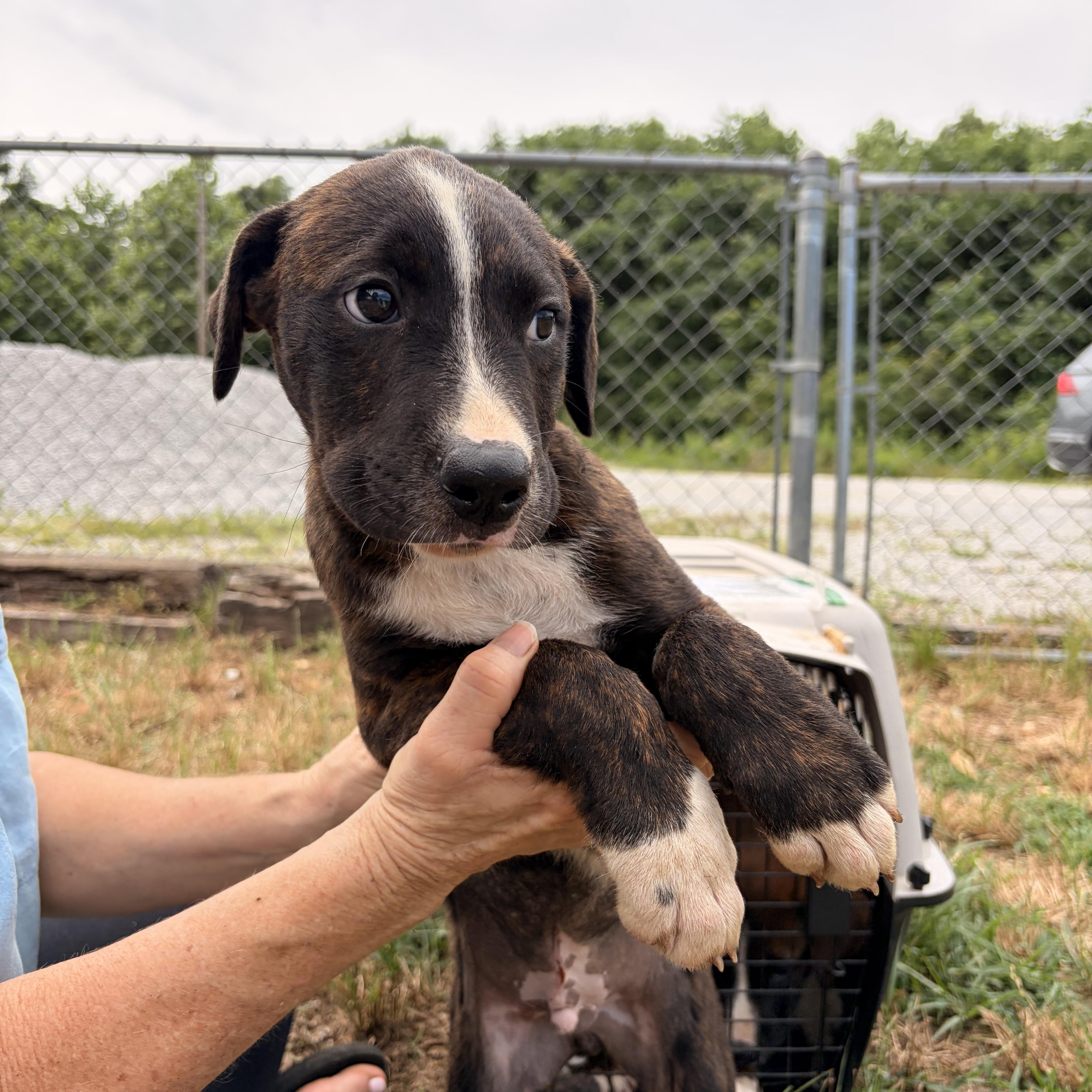 Enlarge Breaker, a ADOPTABLE mixed breed in Melbourne, AR image 2/4