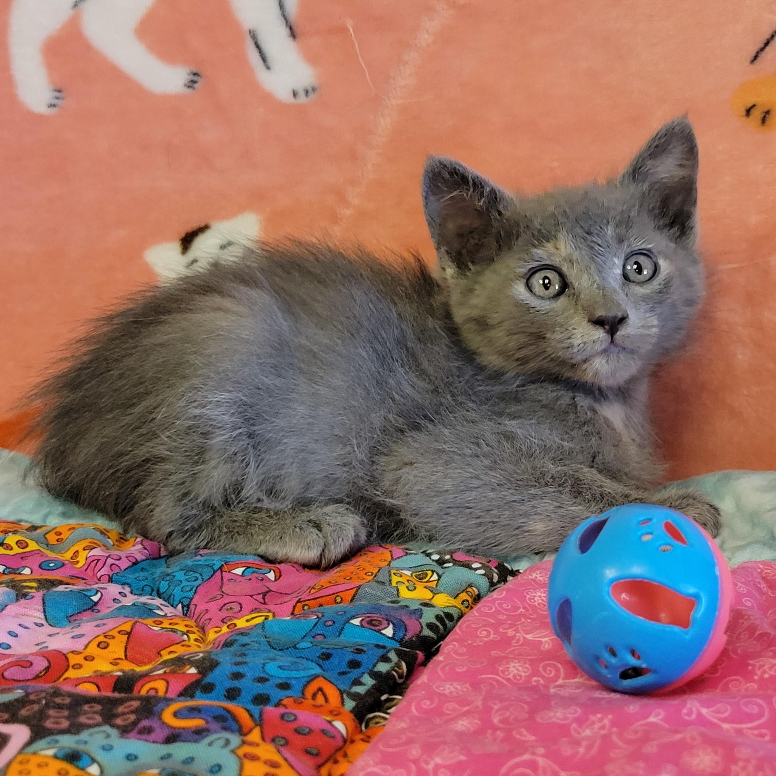 Enlarge Confetti, a ADOPTABLE mixed breed in ALPINE, TX image 2/3