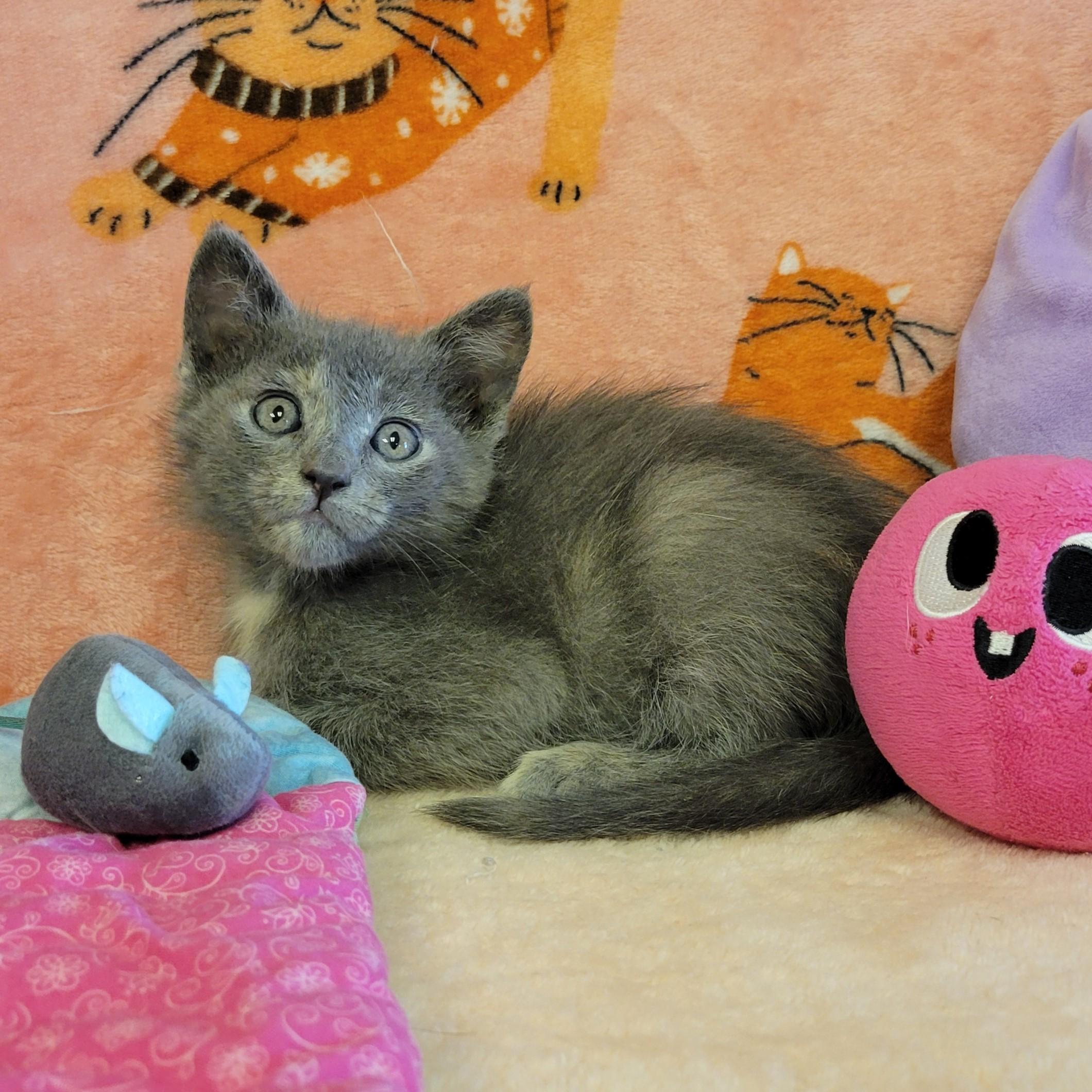 Confetti, ADOPTABLE, Young Female Domestic Long Hair.