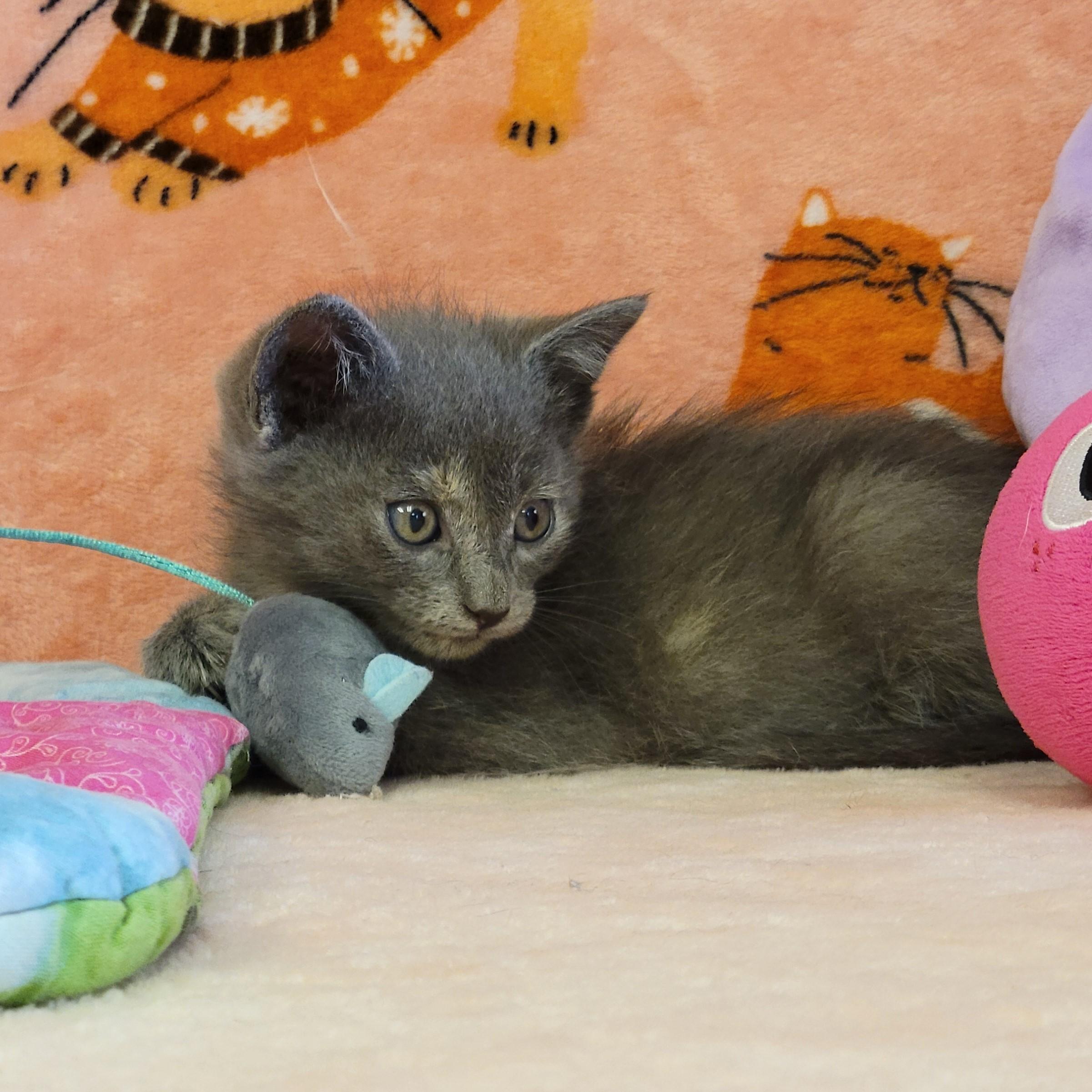 Enlarge Confetti, a ADOPTABLE mixed breed in ALPINE, TX image 3/3